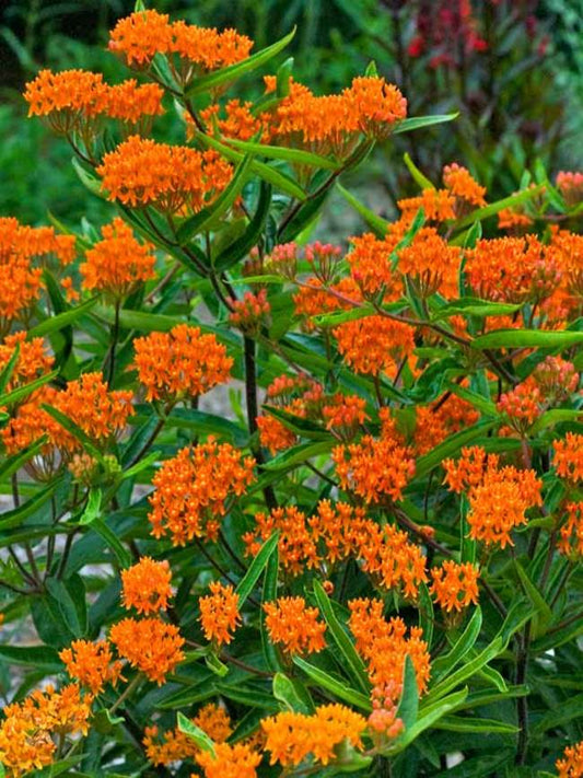 Butterfly Milkweed