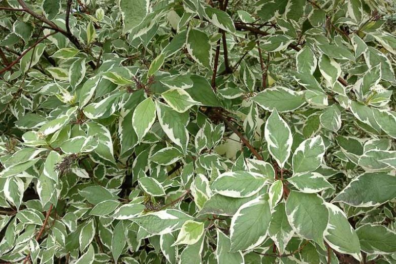 'Ivory Halo' Dogwood