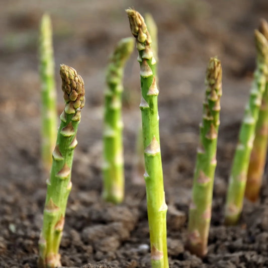 Asparagus - 'Millenium'