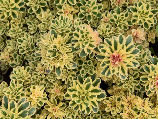 'Atlantis' Stonecrop