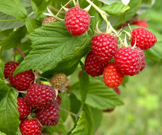 'Boyne Red' Raspberry