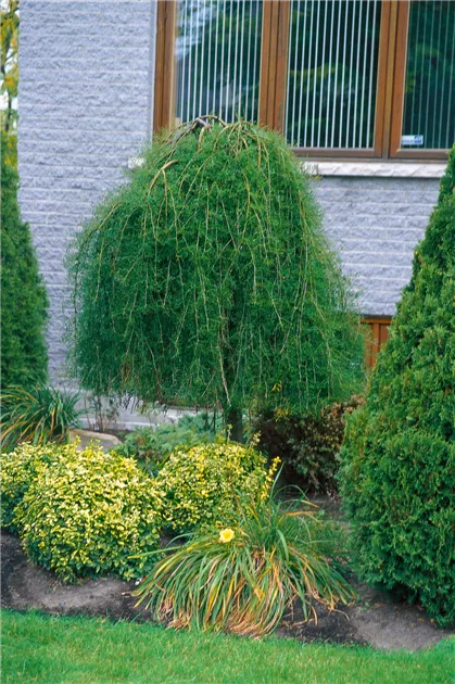 Caragana 'Walker Weeping' Top Graft