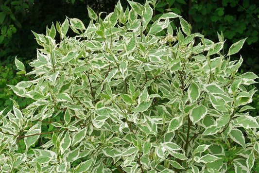 'Silver Charm' Dogwood