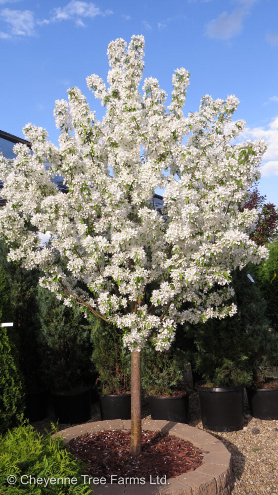 'Spring Snow' Flowering Crab