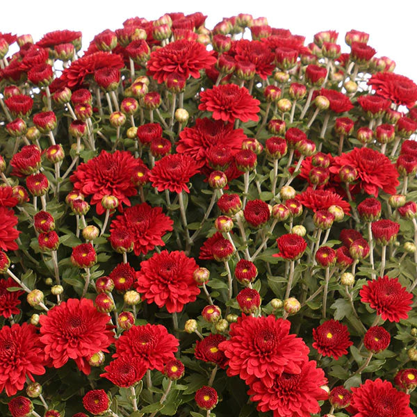 Chrysanthemum 'Morden Garnet' Hardy Mum