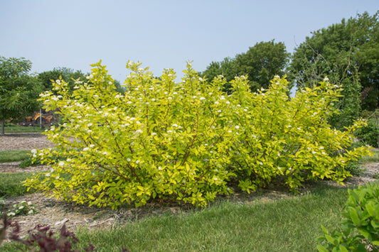 'Neon Burst' Dogwood