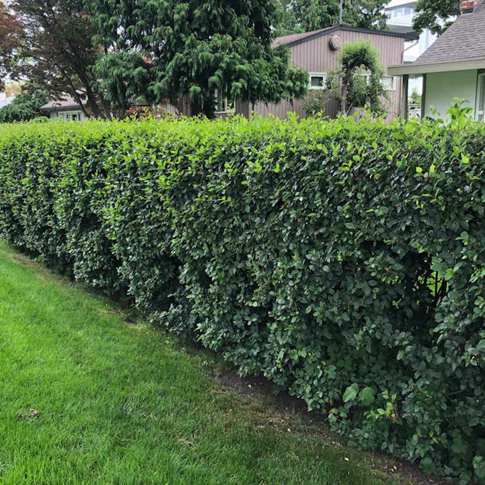 Cotoneaster Hedge