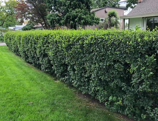 Cotoneaster Hedge