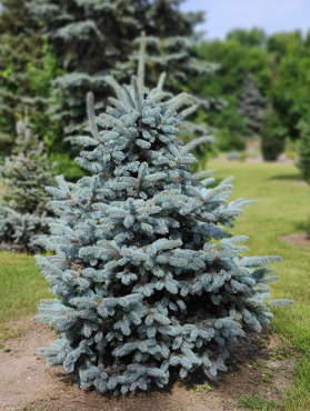 'Crystal Blue' Spruce Rooted Plugs (25 trees per bag)