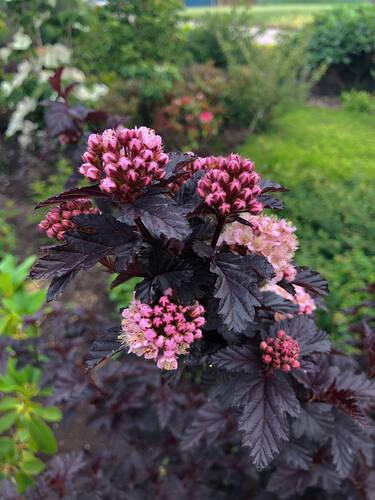 'Panther' Ninebark
