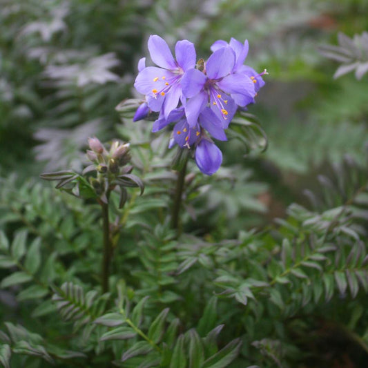 'Purple Rain' Jacob's Ladder