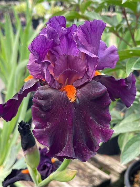 'Sharp Dressed Man' Bearded Iris