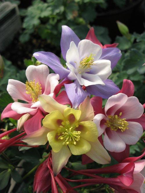 'Origami Mix' Columbine