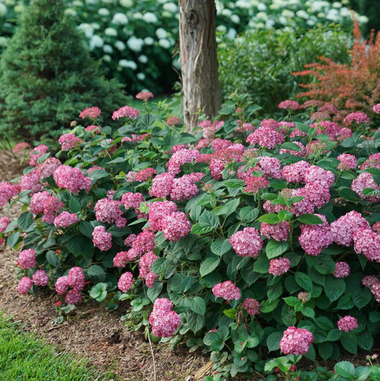 Hydrangea Invincibelle 'Ruby'