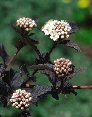 'Diabolo' Ninebark
