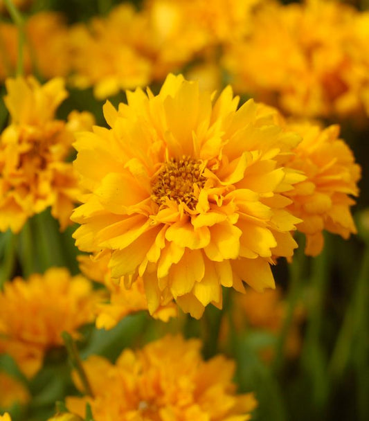 'Early Sunrise' Tickseed