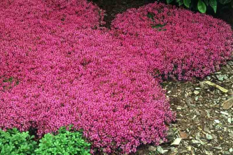 Creeping Red Thyme