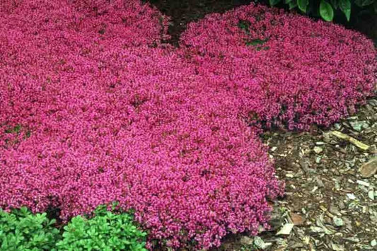 Creeping Red Thyme