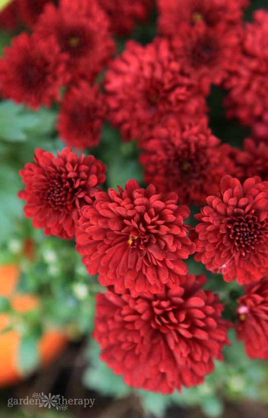 Chrysanthemum 'Morden Garnet' Hardy Mum