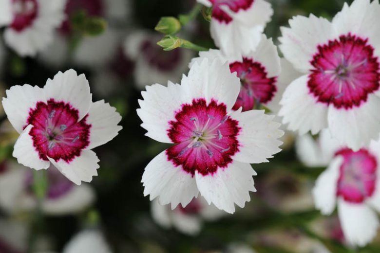 Dianthus 'Arctic Fire' Pinks Carnation