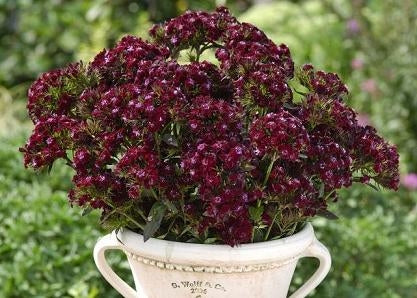 Dianthus 'Sooty' Pinks Carnation