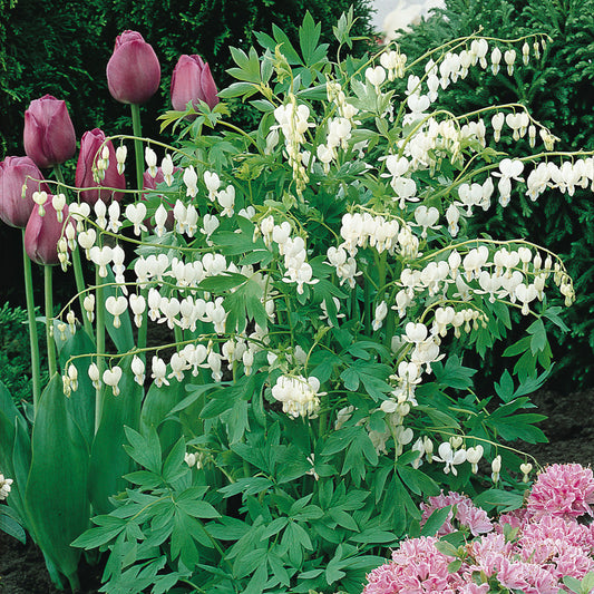 'Alba' Bleeding Heart White