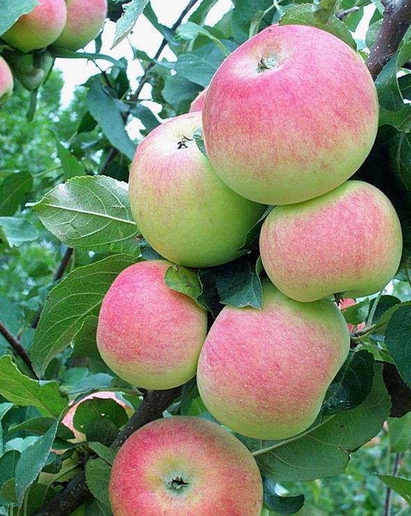 'Goodland' Apple