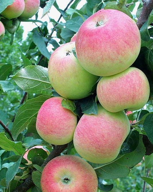 'Goodland' Apple
