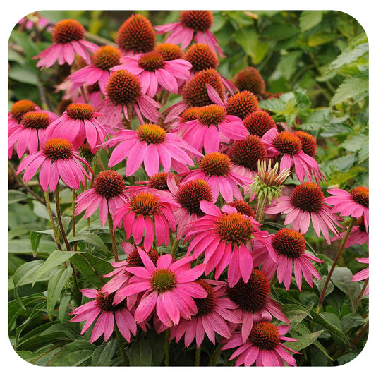 'Magnus' Coneflower
