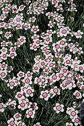 Dianthus 'Arctic Fire' Pinks Carnation
