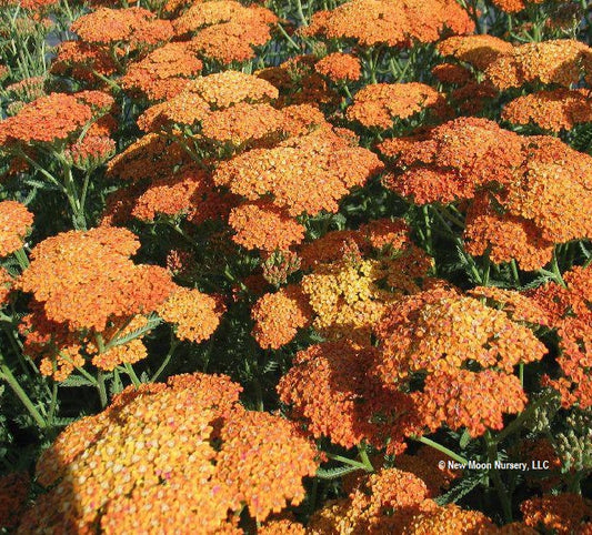 'Terracotta' Yarrow
