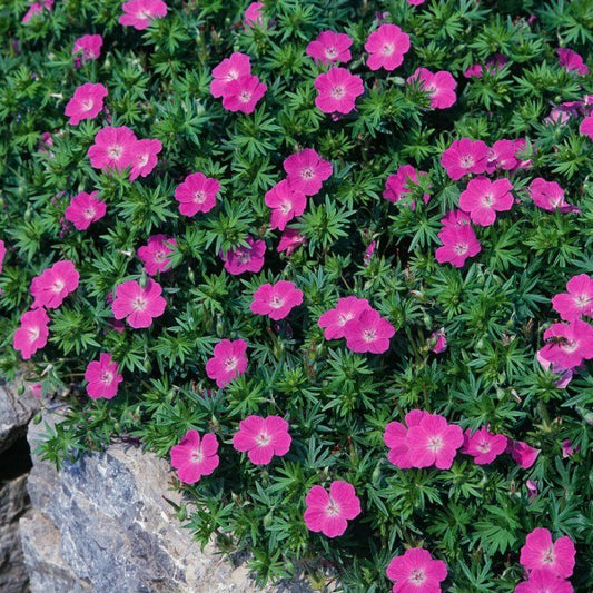 Bloody Cranesbill