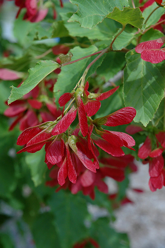 'Hot Wings' Tatarian Maple