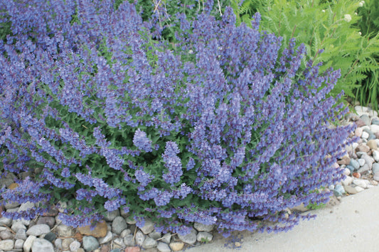 'Walker's Low' Catmint