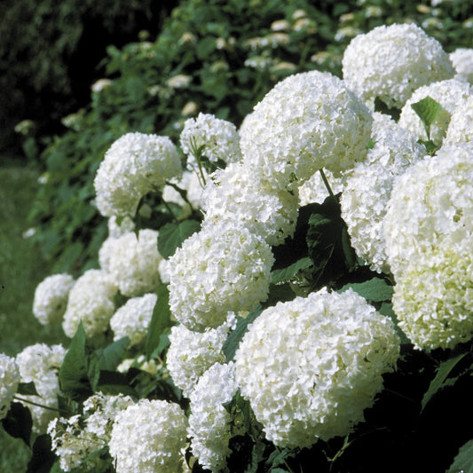 Hydrangea 'Annabelle'