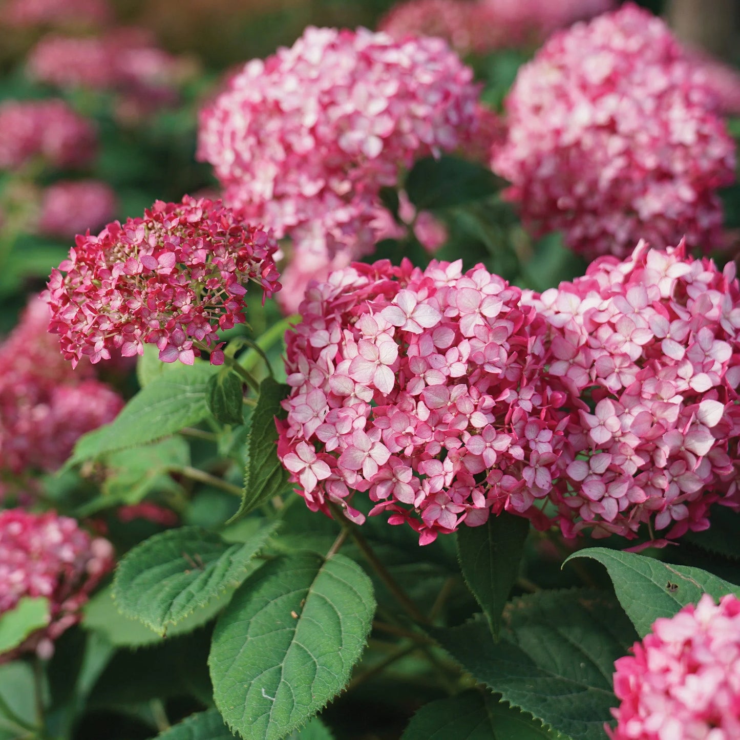 Hydrangea Invincibelle 'Ruby'