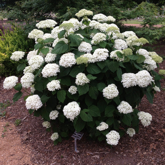 Hydrangea 'Incrediball'