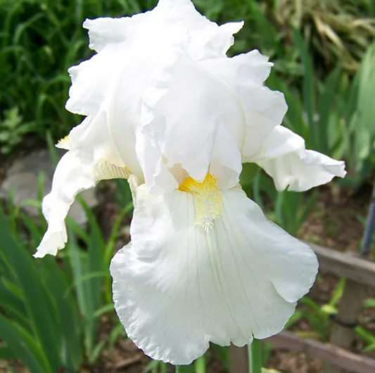 'Immortality' Bearded Iris