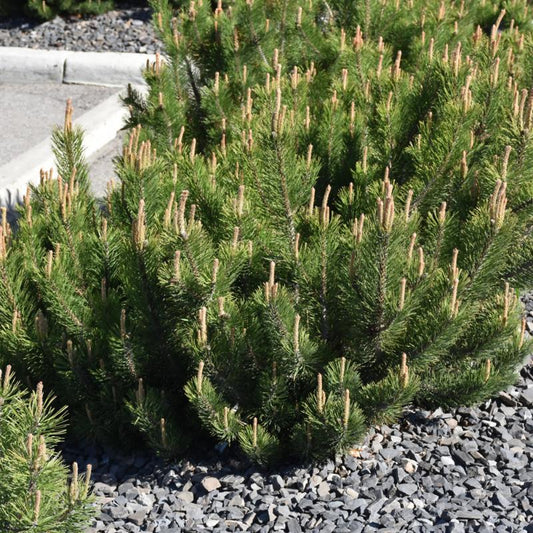 Dwarf Mugo Pine