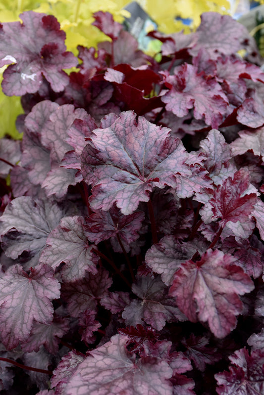 'Plum Pudding' Coral Bells
