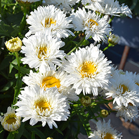 'Rebecca' Shasta Daisy