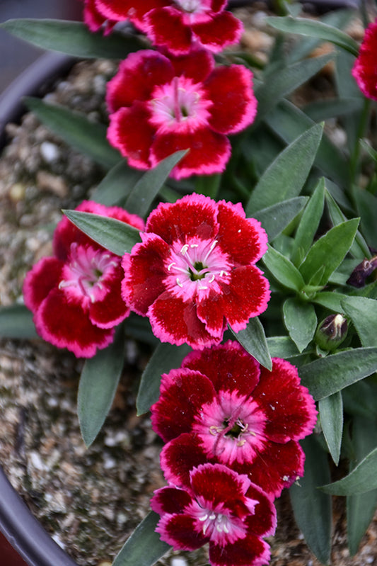 Dianthus - Olivia Cherry