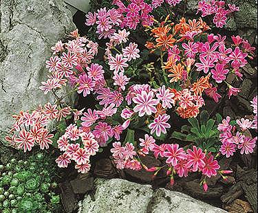 Rainbow Lewisia / Cliff Maids