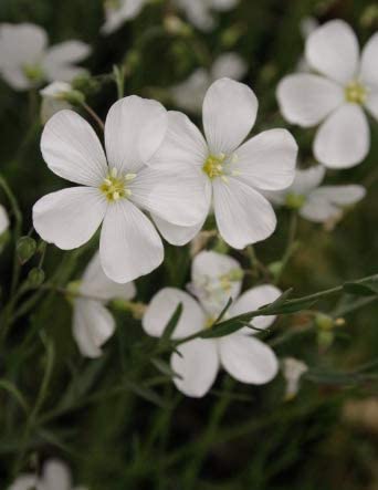 'White Diamond' Perennial Flax