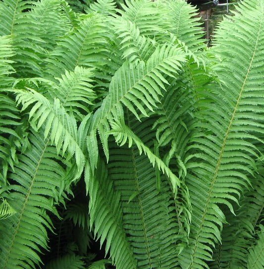 Native Fern