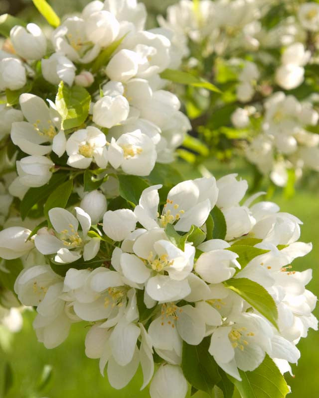 'Spring Snow' Flowering Crab