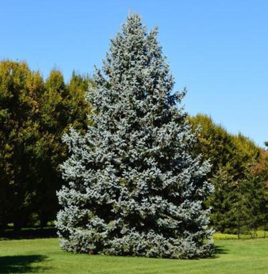 'Meyers' Spruce