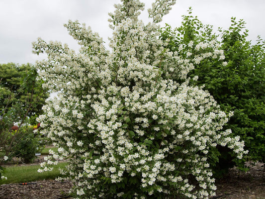 'Snowbelle' Mockorange