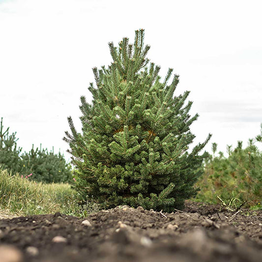 Mountain Pine