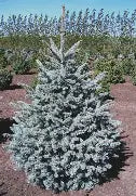 Crystal Blue Spruce